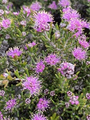 Melaleuca rigidifolia