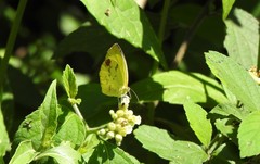 Pyrisitia nise