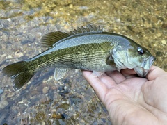 Micropterus coosae