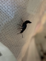 Philonthus caeruleipennis