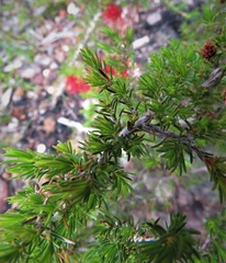 Melaleuca cyrtodonta