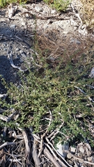 Amaranthus californicus