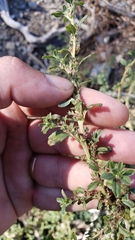 Amaranthus californicus