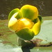 Nuphar advena - Photo (c) mfeaver, μερικά δικαιώματα διατηρούνται (CC BY), uploaded by mfeaver