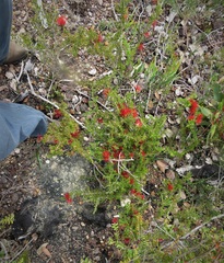 Melaleuca cyrtodonta