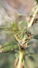 Amaranthus californicus