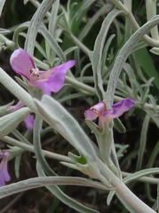 Stachys linearis