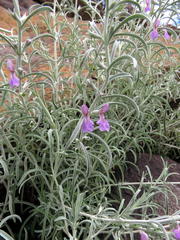 Stachys linearis