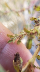 Amaranthus californicus