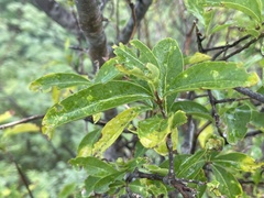 Forestiera macrocarpa