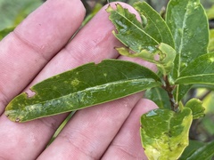 Forestiera macrocarpa