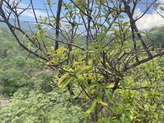 Forestiera macrocarpa