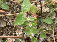 Euphorbia dentosa