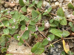 Euphorbia dentosa