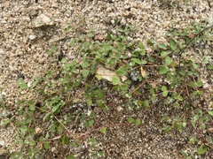Euphorbia dentosa