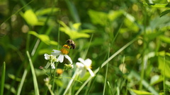 Bombus impatiens image