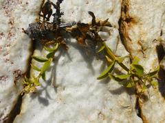 Teedia lucida