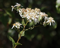 Doellingeria sericocarpoides