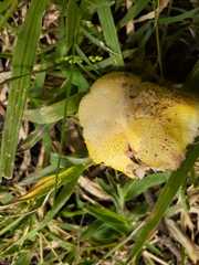 Volvariella bombycina flaviceps