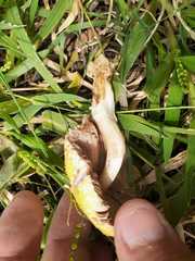 Volvariella bombycina flaviceps