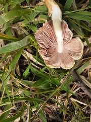 Volvariella bombycina flaviceps