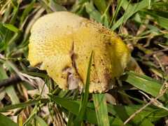 Volvariella bombycina flaviceps