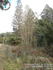 Salix × reichardtii