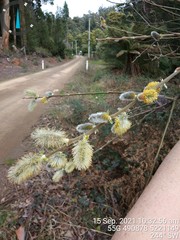 Salix × reichardtii