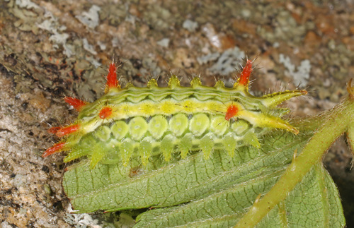 Spiny oak-slug moth