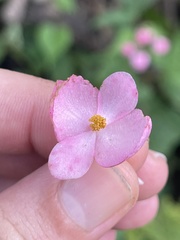 Begonia palmeri