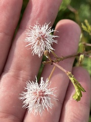 Mimosa tricephala