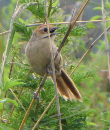 Grassveld Grassbird (Subspecies Sphenoeacus afer natalensis) · iNaturalist