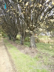 Salix × reichardtii