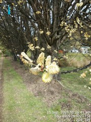 Salix × reichardtii