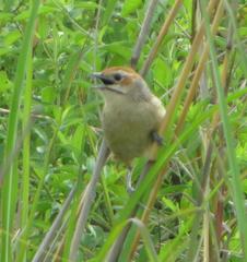 Sphenoeacus afer natalensis