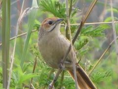 Sphenoeacus afer natalensis