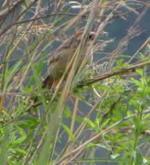 Sphenoeacus afer natalensis