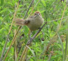 Sphenoeacus afer natalensis