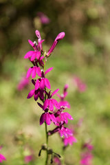 Lobelia × speciosa