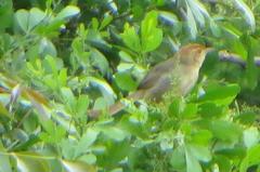 Cisticola aberrans aberrans
