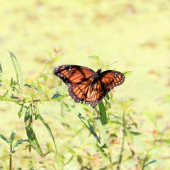 Limenitis archippus watsoni