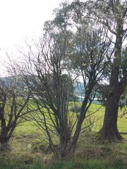 Salix × reichardtii