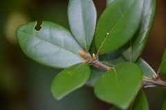 Litsea rotundifolia