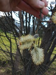 Salix × reichardtii