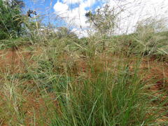 Aristida diffusa