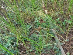 Bolboschoenus robustus