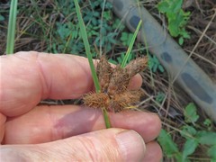 Bolboschoenus robustus