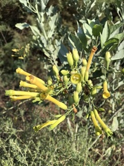 Nicotiana glauca