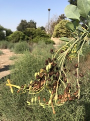 Nicotiana glauca