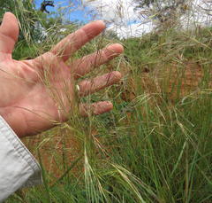 Aristida diffusa